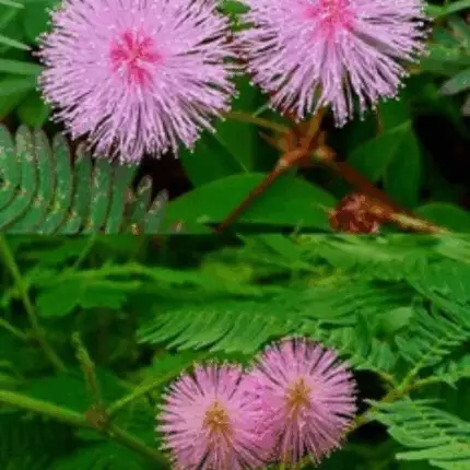 Mimosa pudica (لاجونتی)