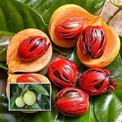 Nutmeg (جائفل)
