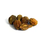 Terminalia chebula (Haritaki)