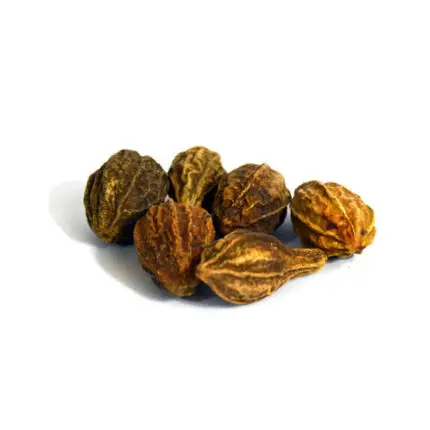 Terminalia chebula (Haritaki)
