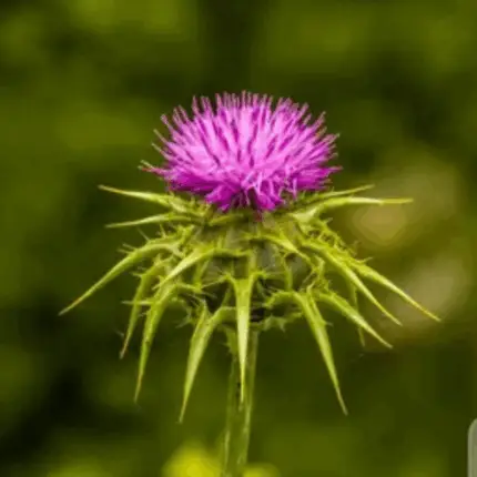 Milk Thistle (اونٹ کٹارا)