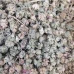 Gokhru (Tribulus Terrestris) , Kharkhasak Bhakra