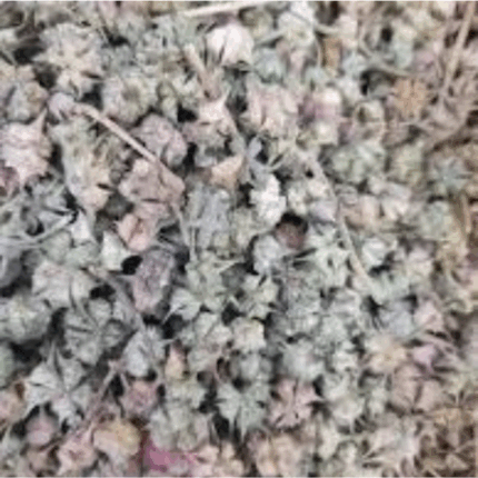 Gokhru (Tribulus Terrestris) , Kharkhasak Bhakra