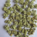 Gokhru (Tribulus Terrestris) , Kharkhasak Bhakra