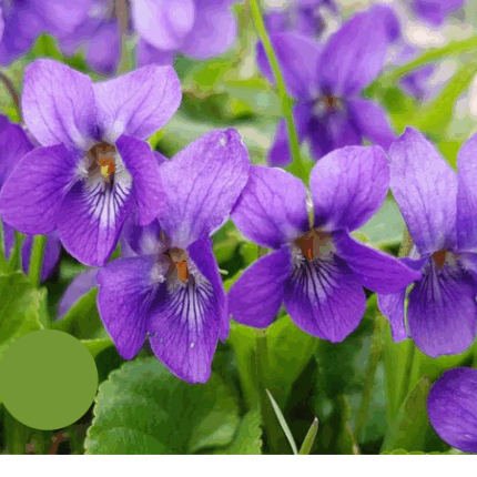 Viola Odorata (Banafsha Flower)