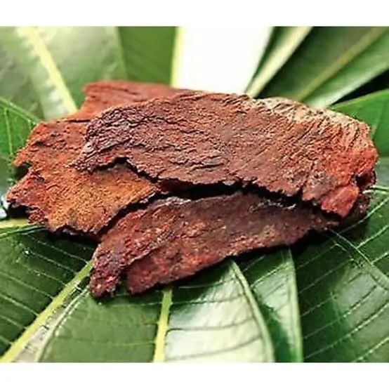 Arjuna (Terminalia arjuna)