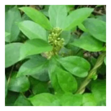 Gurmar Herb (Gymnema Sylvestre)